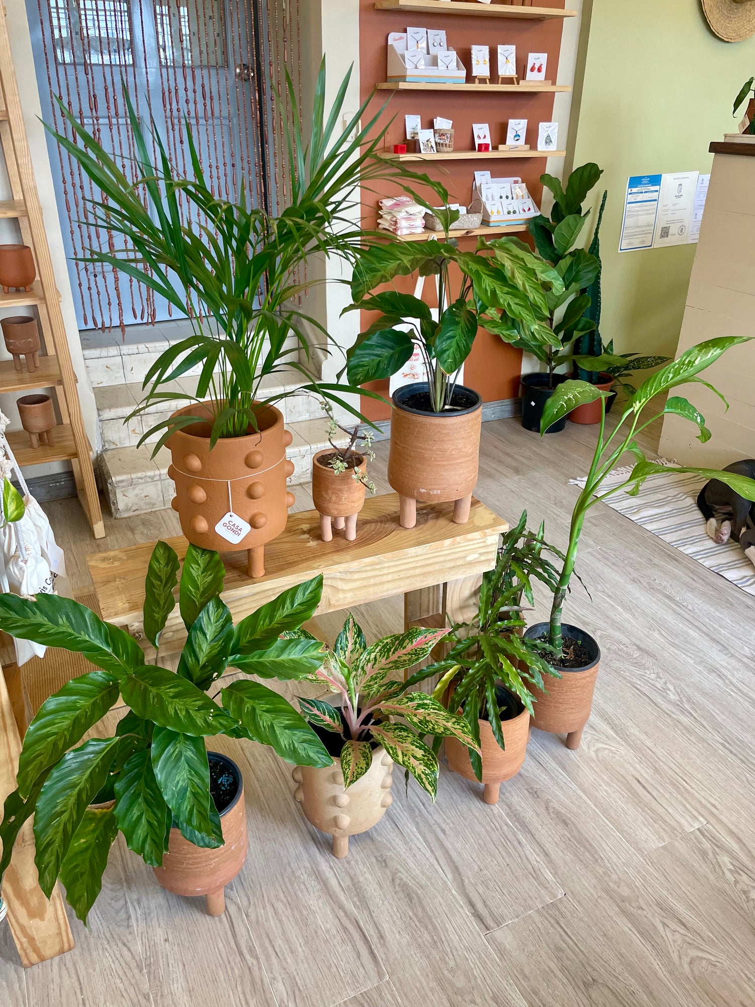 Plantas, Jardinería y Ornamentales