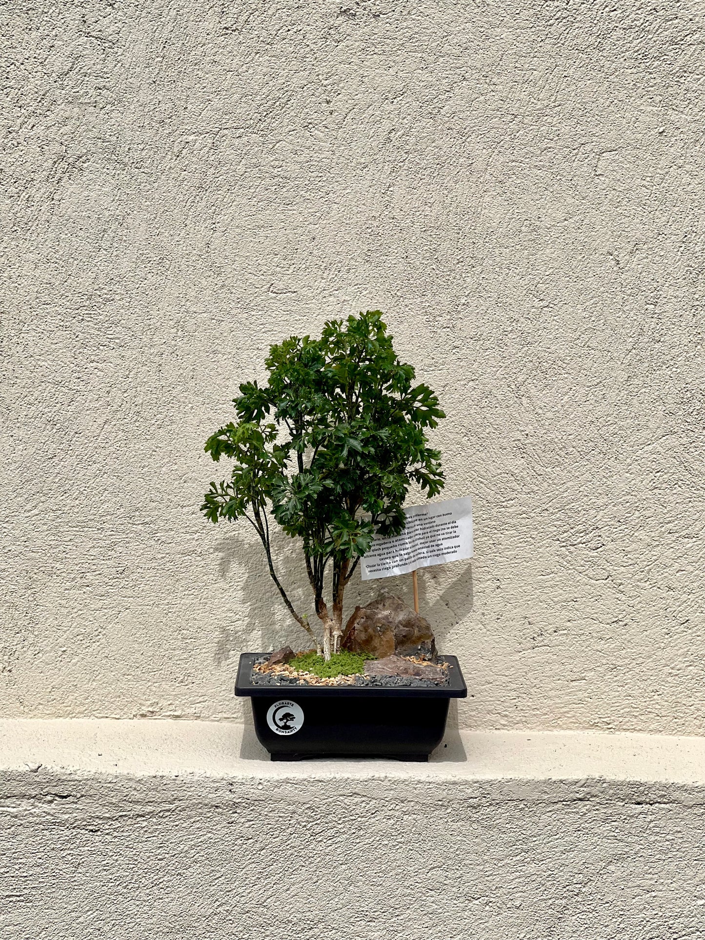 Bonsai Iman Chino