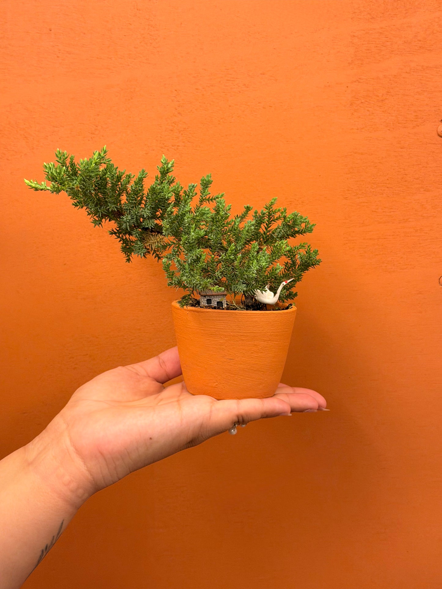 Mini Junipero
