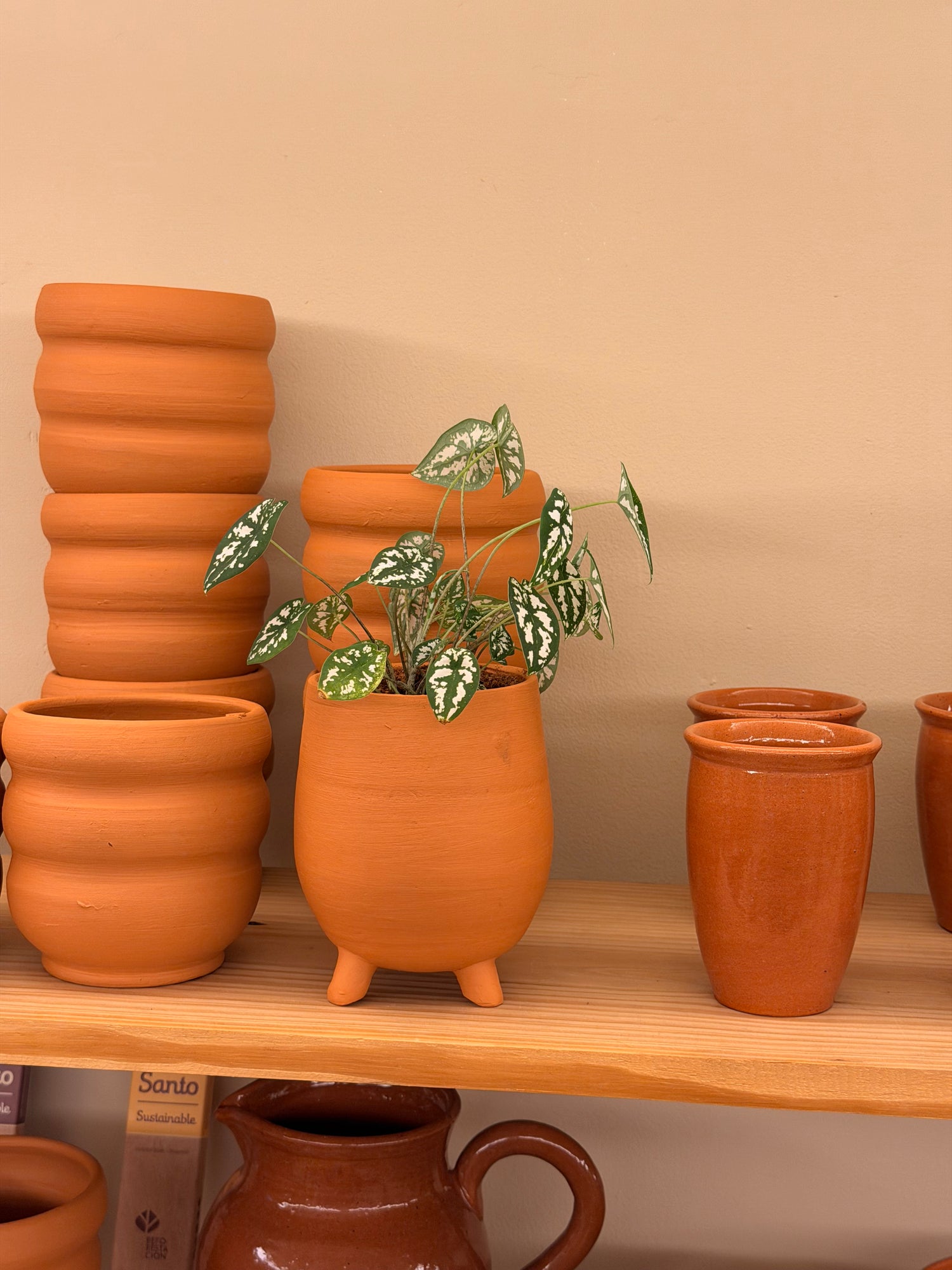 Plantas y jardinería