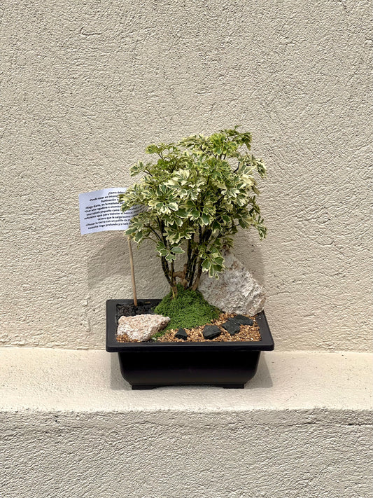 Bonsai Iman Chino Variegado