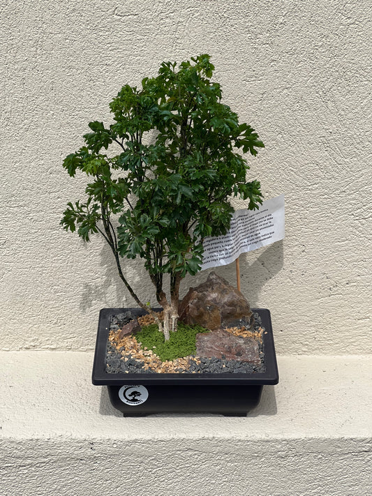 Bonsai Iman Chino