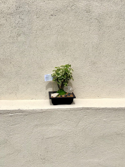 Bonsai Iman Chino Variegado