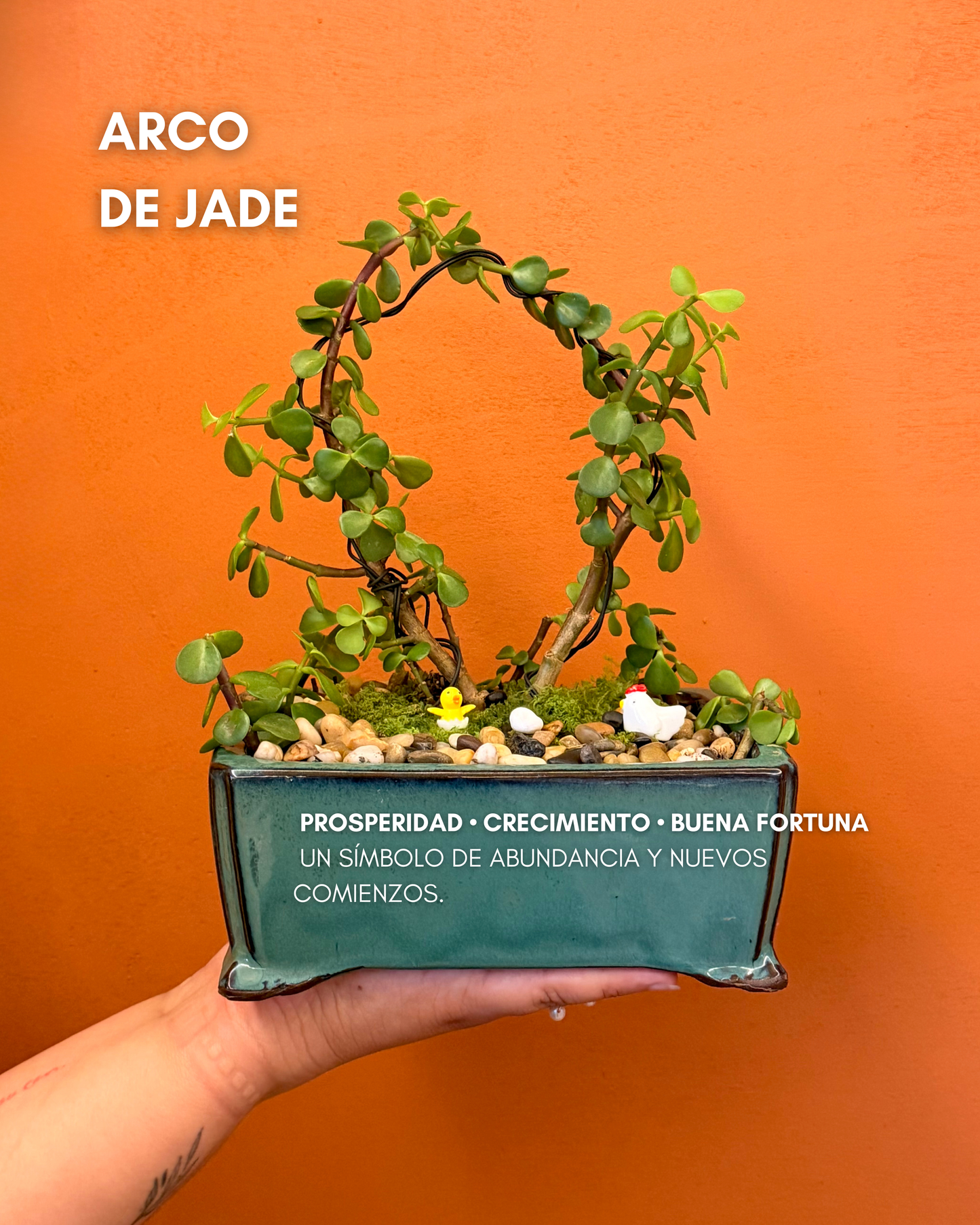 Arco Jade