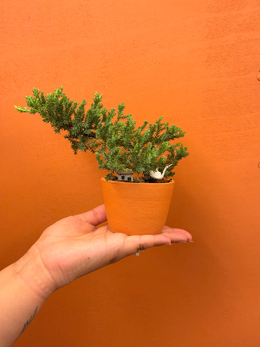 Mini Junipero