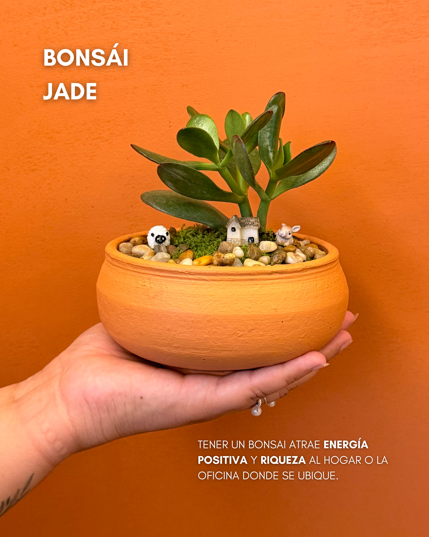 Bonsai Jade