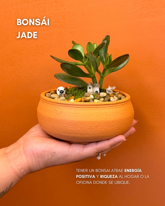 Bonsai Jade