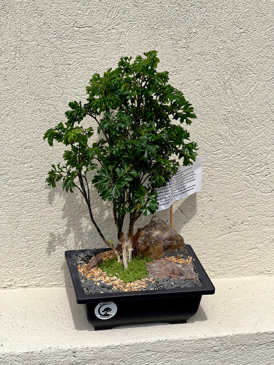 Bonsai Iman Chino