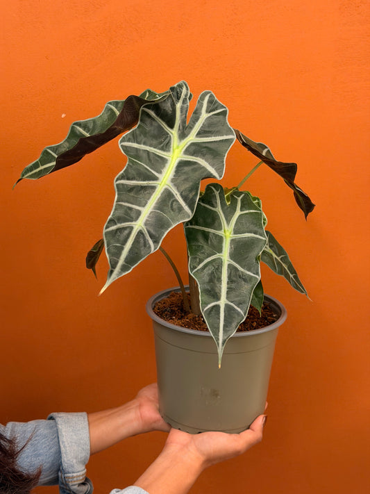 Alocasia amazonica