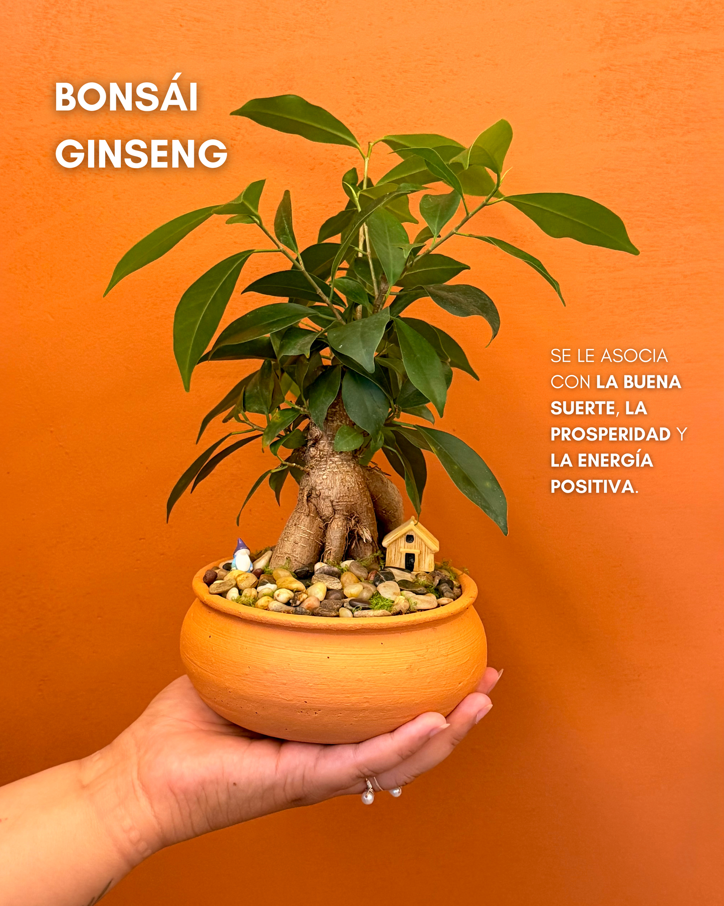 Bonsai de Gingseng